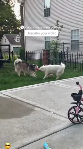 Dogs sway alone with the rhythm 😹😹😹🐕 so funny 😹😹 #funnydogs #dogsoftiktok #dogvideo #doghumor #puppylove #doglife #funnydogvideos #cutedog #dogcomedy #doglover #happydog #puppyvibes #sillydog #dogreaction #dogtok #dogsofinstagram #petfunny #fyp #goviral #explore #dogunderstand #linguistpup #funny #dog #dottok #funnymoments #fyp #usa #dogbehavior #puppy #puppytok #pets #dogs #funnyanimals #tiktoknews #goviral #fyp #funnyvideos😂 #animals #dogsoftiktok 