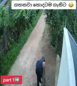 #srilanka #වලියක්_නැත්තන්_කිසිම_ගතියක්_නෑ_ඉතිම් 😂 #tiktok #tiktokviral 