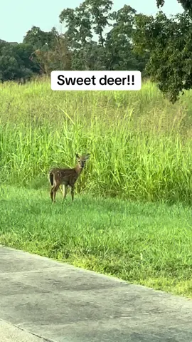 Deer are so beautiful!! #sweetdeer #demdeer #lakedeer #deer