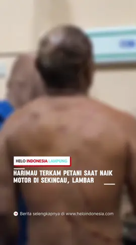 LAMPUNG, HELOINDONESIA.COM – Kembali, seorang petani diserang harimau saat dibonceng sepeda motor anaknya ketika melingas kawasan hutan Taman Nasional Bukit Barisan (TNBBS) wilayah Pemangku Villa Atas, Pekon Tiga Jaya, Kecamatan Sekincau, Kabupaten Lampung Barat, Jumat (5/9/2025), pukul 16.30 WIB.  Amir (50), warga Pemangku 9, Pekon Tiga Jaya. Korban mengalami luka-luka terutama bagian belakang leher dan punggungnya akibat terkaman binatang buas. Warga kemudian membantunya ke Puskesmas Sekincau untuk mendapatkan 20 jahitan di bagian leher dan kepala.  Punggung korban juga terlihat goresan kuku macan. Bapak dan anaknya, Alin Bin Amir (25) berhasil menghalau harimau kembali masuk hutan Taman Nasional Bukit Barisan Selatan (TNBBS)  Saat ini, aparat pekon bersama warga setempat turut mendampingi korban dan melakukan pemantauan di lokasi kejadian. Hingga berita ini diturunkan, belum diketahui secara pasti jenis binatang buas yang menyerang korban. (HBM) ______________________________ Berita Selengkapnya di Website, Link di Bio @heloindonesialampung #beritaterupdate #bandarlampung #beritalampung #fyp #foryourpage                   