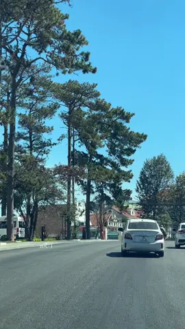 Cảnh Đẹp Đà Lạt 🌲🌲🌲🌲🌲