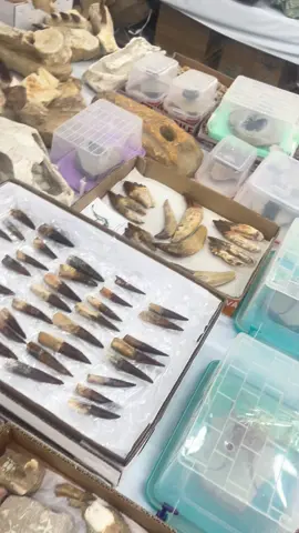 Who wants some head?  #denvergemshow #casablancaexports #fossils #gemshow 