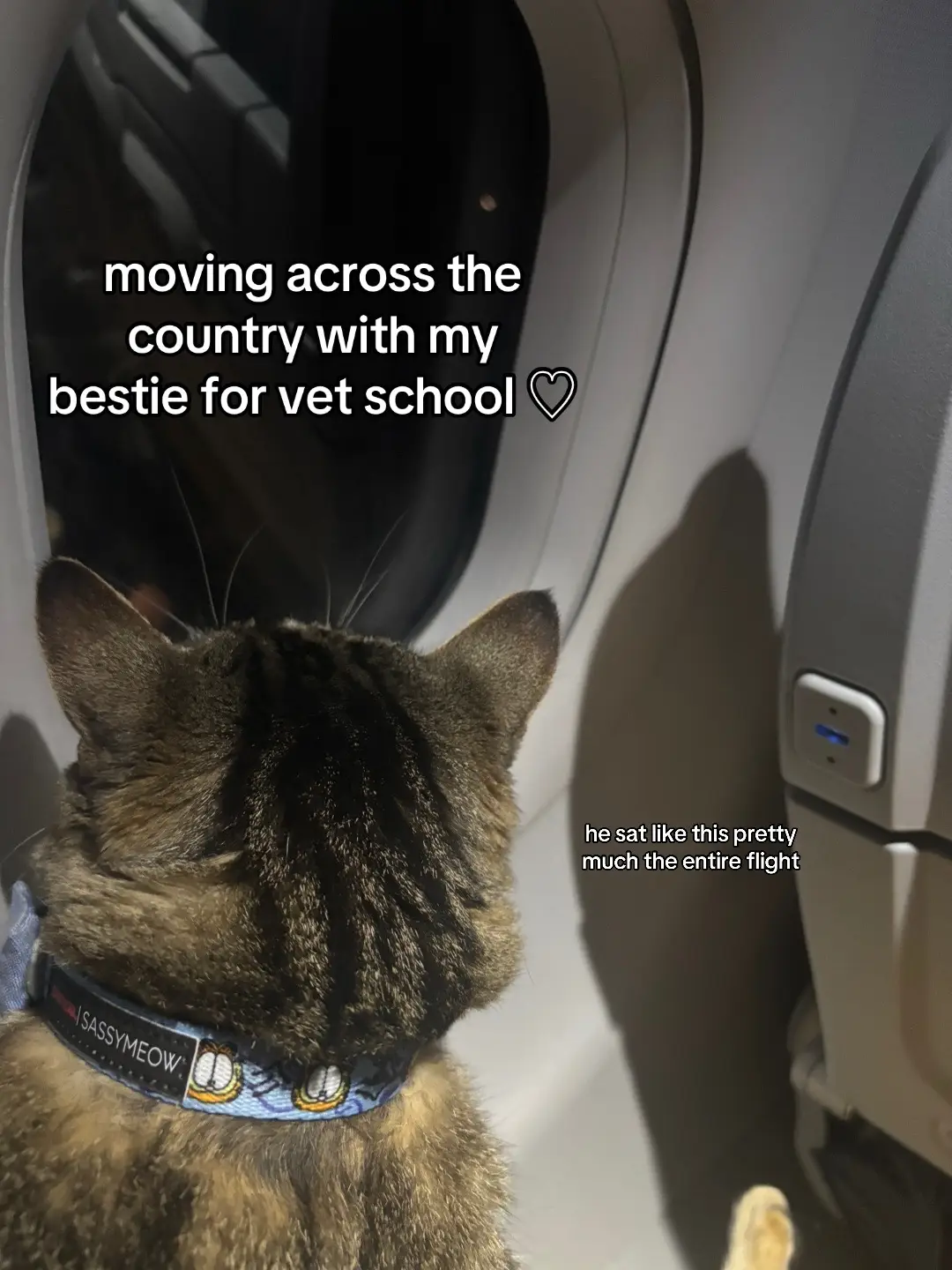 my sweet belino did so much better than I anticipated 🤍 (we slept like only 2 hours) I love him so much I’d die for him😭😭😭😭😭🤍 #vetmed #vetstudent #shreiberschoolofveterinarymedicine #travelcat #cat 