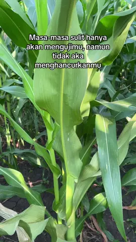 💪#petaniindonesia🇮🇩🇮🇩🇮🇩🌿🌿 #petanijagung🌽 #petanimilenial #petanimuda #fyp 
