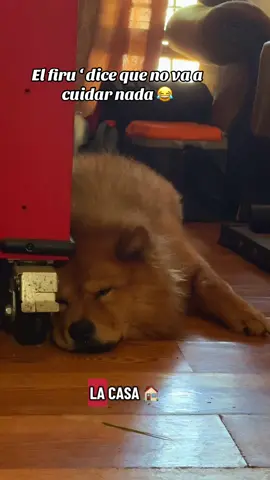 #Oso 🐾🐕,, yo lo que tengo es puro sueño 😴#chowchow #perritos #firulais🐕🐕 