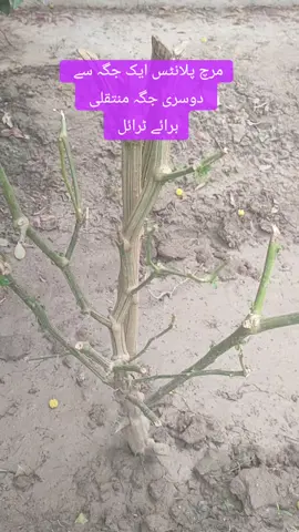 #rabiulawwal #fyp #snabilseeds #sutluj #chili #mianshahid451 #foryou #mirch 