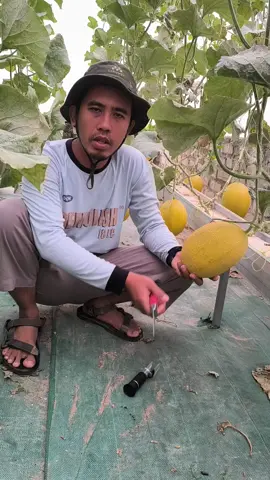 Tes brix melon sweet alodya usia 57 hst#hidroponiknft #melon #greenhouse #melonnft #sweetalodya 