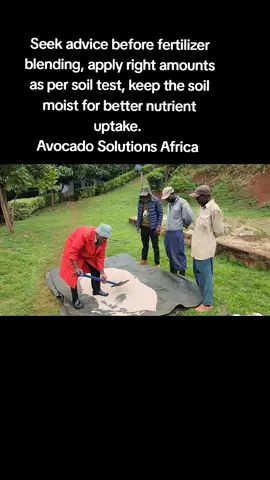 Seek advice before fertilizer blending, apply right amounts as per soil test, keep the soil moist for better nutrient uptake.  #Avocadosolutionsafrica #flowering #Export #Avocados #fyp 