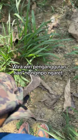 #foryoupage #sobatngaret #peternakmuda #peternakkambing 