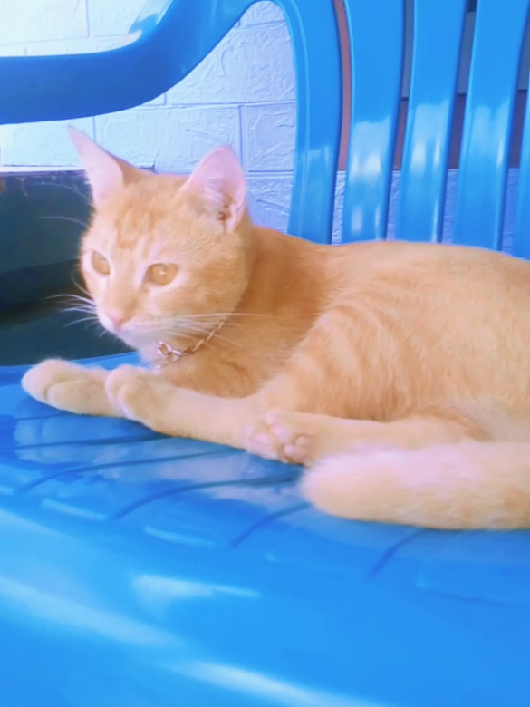 lagi kere ocil 🤣🤣  #kucingtidurlucu #kucingpintar🐈 #kucingtiktok #kucinglucu 