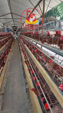 Bergabunglah bersama MANDIRI FARM dalam program Titip Ternak Ayam Petelur. ✅ Modal terjangkau, keuntungan berkelanjutan ✅ Dikelola oleh tim profesional berpengalaman ✅ Aman & Transparan dengan laporan jelas ✅ Dilengkapi legalitas resmi serta MOU dari Notaris 🌾 Investasi Anda tumbuh bersama hasil ternak, tanpa perlu repot mengurus kandang. 📈 Nikmati profit rutin dan sistem yang sudah terbukti berjalan aman. ✨ Saatnya uang Anda bekerja untuk Anda, bersama MANDIRI FARM 📞 Hubungi Admin kami sekarang, slot kandang terbatas! #ayampetelur  #peternakanayampetelur  #telurayam  #telursegar  #ayamraspetelur 