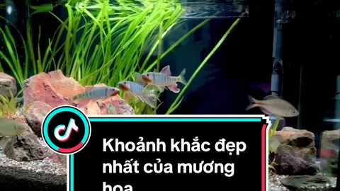 Khoảnh khắc đẹp nhất của mương hoa #xh #aquariumfish #aquarium #aquafish #aqua 