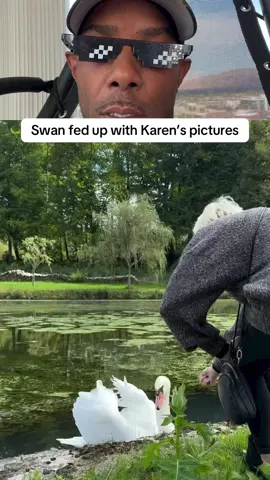 😂 #swans #karen #funnyash #funnyasf #lol 