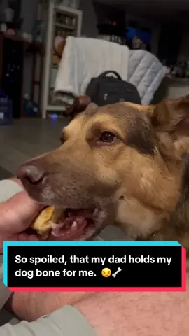 Sometimes I make dad hold my bones for me.  I’m just a little spoiled. 🤪  It’s good to be a pup in this family.  🥰💙.  Here’s a little bone chewing ASMR for ya… @Wookie510  #fyp #dogasmr #spoileddog #dogtok #GSD