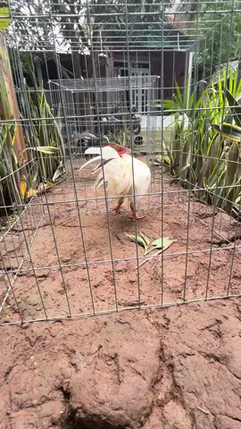 Bướm mini 2kí ae có chạng chơi ới e 