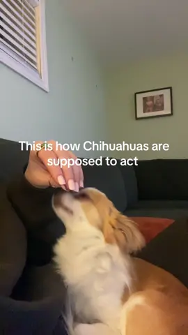 Stop normalizing animal abuse. Don’t use it for clout.#chihuahua #cute #viral #dontnormalizre #fyppppppppppppppppppppppp 