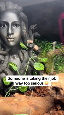 #snake #snakesoftiktok #reptilesoftiktok #ozzy #medusa 