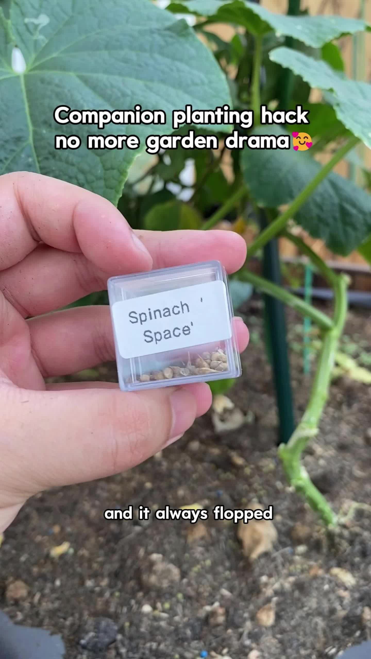 Compaion planting hack! #homegarden #gardenmusthaves #bloomsupplements #botanicalcollection #raisedbeds #raisedgardenbeds #plantaccessories #gardenbeds #outdoorplanters #planterdecor #farmlife #plant #harvest #abundance #christmasgift #NaturalRemedies #herb #backyardgarden #health #momtok #growyourown #gardenvibes #raisedbedgardening #wilcraft #backyardmedicine #growingfood #family #farmsteading #homesteading #womenshealth #fyp #foryoupage #herbalife #farmer #gardeninghacks #witchtok #apothecaryshop #tiktok #tiktokshop #herbgarden #LearnOnTikTok #remedy #teatime #diygarden #vegetables #selfsustainable #naturelovers #herbaltea #herbaloil #skincare #gardenproject #livingfood #seeds #healthytips #SelfCare #tiktokmademebuyit #tiktokfinds #freeshipping #kitchgarden #organicfarming #seedtok #gardening #garden #gardentips #gardentok #spotlightfinds #organic #organicmodern #creativeideas #save #agriculturell #growligrowth #sharing #plantlover #flower #giftideas #bestgift #vegetable #momgift #momfriends #satisfying