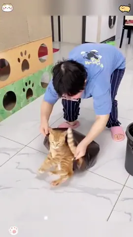 Cat Helps 🐱#cat #help #funnycat #fyp #catsoftiktok 