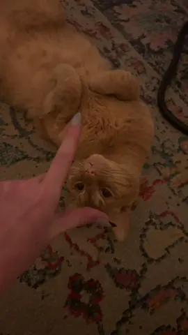 hannibal isn’t good at trends #orangecat #catsoftiktok #orangecatbehavior 