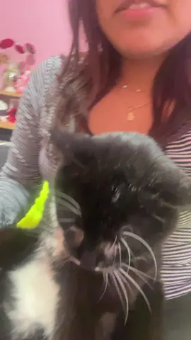 It’s emo #emo #cat #fypシ 