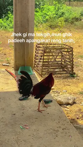 🐓#madura #treanding #katakata #maduraviral #ayampilipina🇵🇭 #ayamimportfilipin🇵🇭 #fyppppppppppppppppppppppp #masukberandafyp #storytime 