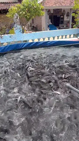 #tiktoklive #livehighlights lele tebar padat nganjuk jawatimur#tiktoklive #livehighlights #firaltiktok🔥🔥🔥✌️ 