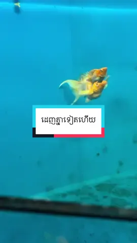 ស្រលាញ់តែមីនិង😂#tye #tiktok #mollyfish #VoiceEffects 
