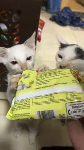 Sampe mie aja pengen dicobain😭 #cat #kitten #kucinglucu 