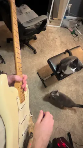 That one time I did this #electricguitar #guitartok #fender #guitarsolo #freebird 