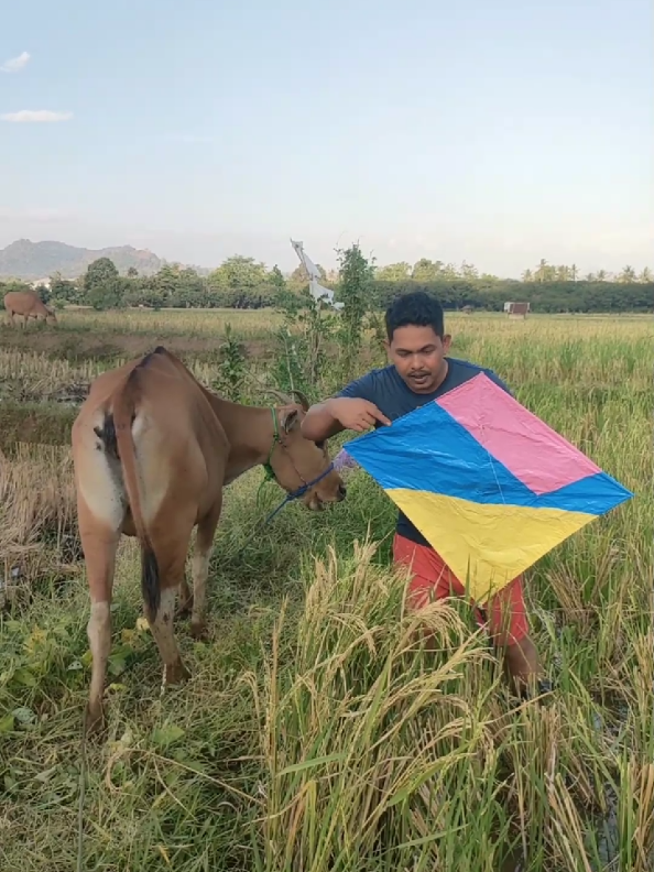 LAYANGAN KOTOR4N SAPI #fyp 