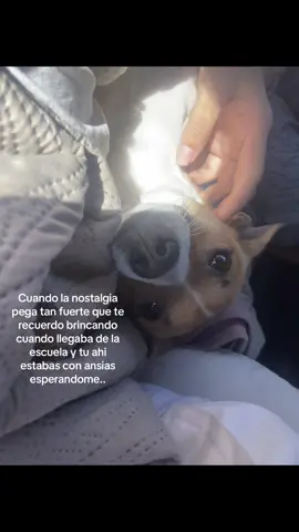 Te extraño cada dia mas mi bebé..#paratiiiiiiiiiiiiiiiiiiiiiiiiiiiiiii #nostalgia #bebe #perrito#teextraño 