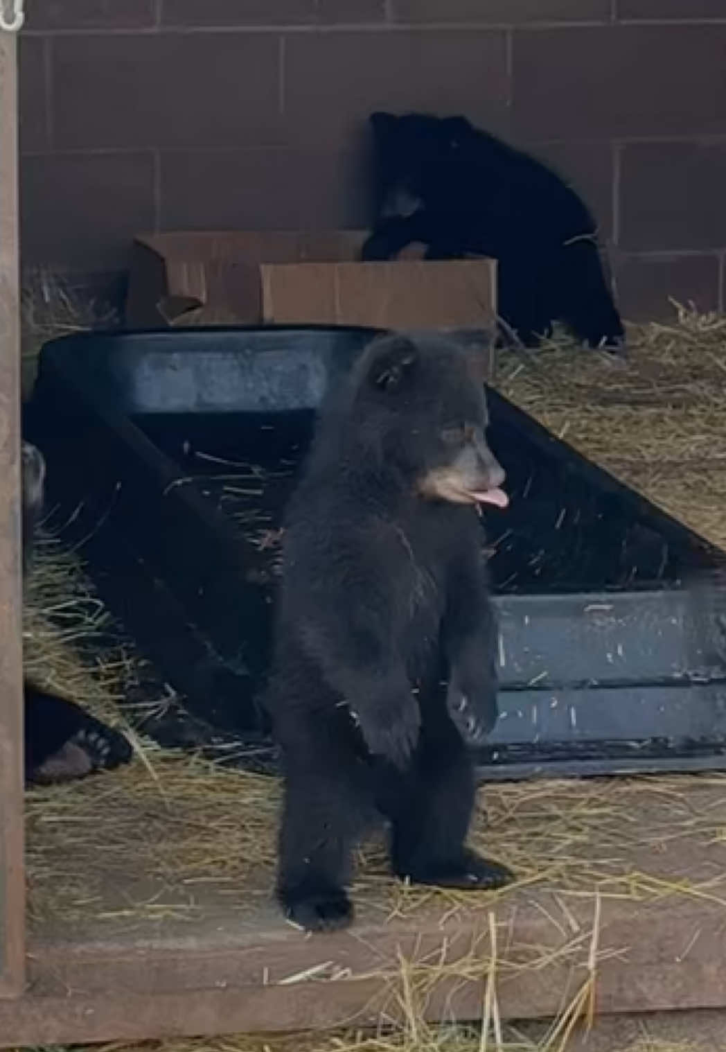 #viral #babybear #fyp #blowthisup #trending 