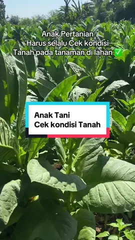 Anak Tani selalu cek kondisi Tanah dan Tanaman#soiltoscop #soilparameterdetector #anaktani #promoseruweekend #petaniindonesia🇮🇩🇮🇩🇮🇩🌿🌿 