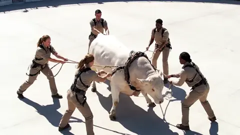 ultra realistic industrial #bull #gemini #veo #foryou #fyp 