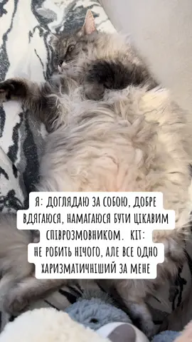 Коти вони такі #жартиукраїнською #гуморукраїнською #котикиприколы #котиукраїни 