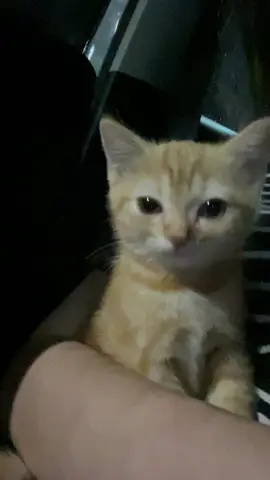 หนูชื่อยูซุ หนูพึ่งได้บ้านใหม่ค่ะ #cat #yuzu #fyp #แมวส้ม
