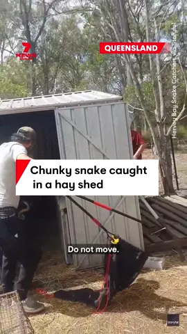 A large eastern brown snake was caught in a hay shed in Queensland, Australia. “Nice chunky eastern brown snake from a hay shed in Torbanlea this morning,” the Hervey Bay Snake Catchers wrote on Facebook. #snakecatchers #Queensland #HerveyBaySnakeCatchers