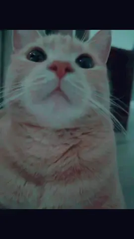 #cat 