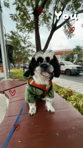 Order na mga besh 🐶 #CapCut #LIVEIncentiveProgram #LIVEStory #PaidPartnership  #tiktok #PetsOfTikTok #shihtzu #doggo #petclothes 