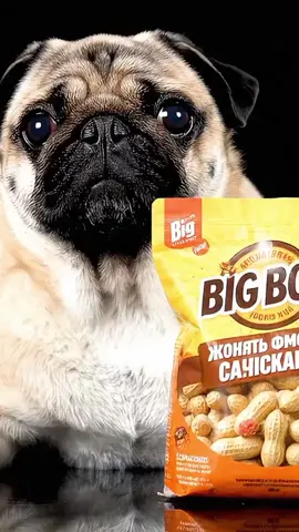 #mops #mopsi4ek #ai #реки #лайки #просмотры #подписчики ##mopsi4ek 
