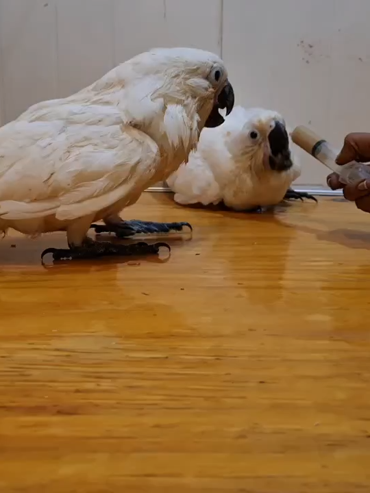 Umbrella Cockatoo white . Meet our stunning White Umbrella Cockatoo – the perfect feathered companion. 🤍🐦 Known for their affectionate nature, high intelligence, and playful personality, Umbrella Cockatoos make a loyal and loving addition to any bird-loving home. 🏡 With their iconic white plumage and charming crest, they’re not just pets — they’re family. 💫 Our birds are hand-raised, well-socialized, and come with full vet health checks. 🩺🐥 📍 Visit us: 6 Round Berry Dr, Salcombe TQ8 8LY, UK 🌐 Website: danielmaxbirds.com/available-birds 📧 Email: sales@danielmaxbirds.com 📲 WhatsApp: +44 7457 408695 📩 Telegram: @birdbreeders  📢 Join our Telegram Channel: t.me/petsellerstore #UmbrellaCockatoo #WhiteCockatoo #ExoticBirds #BirdBreeder #BirdLovers #TalkingBird #ParrotsofTikTok #BirdLife #PetCockatoo #CockatooLove #CockatooDaily #BirdsoftheWorld #FeatheredFriend #ExoticPets #BirdVideos #PetBirdsOfTikTok #SmartBirds #ParrotLovers #WhiteParrot #BirdReels #CuteBirds #TameBirds #BirdGram #BirdTok #BirdWatchers #CockatooCare #BirdTraining #BirdForSale #UKBirdBreeder #BirdBreedersUK #HandTamedBirds #Birdsofinstagram #BirdObsession #FeatheredFamily #BirdLoverClub #TalkingCockatoo #BeautifulBirds #AdoptDontShop #BirdAddict #ParrotLife #PetBirdWorld #ParrotOfTheDay #RareBirds #ParrotCare #ParrotBreeder #ParrotShop #WhiteFeathers #BirdLoversUK #UKPets #ParrotShowcase #DanielMaxBirds