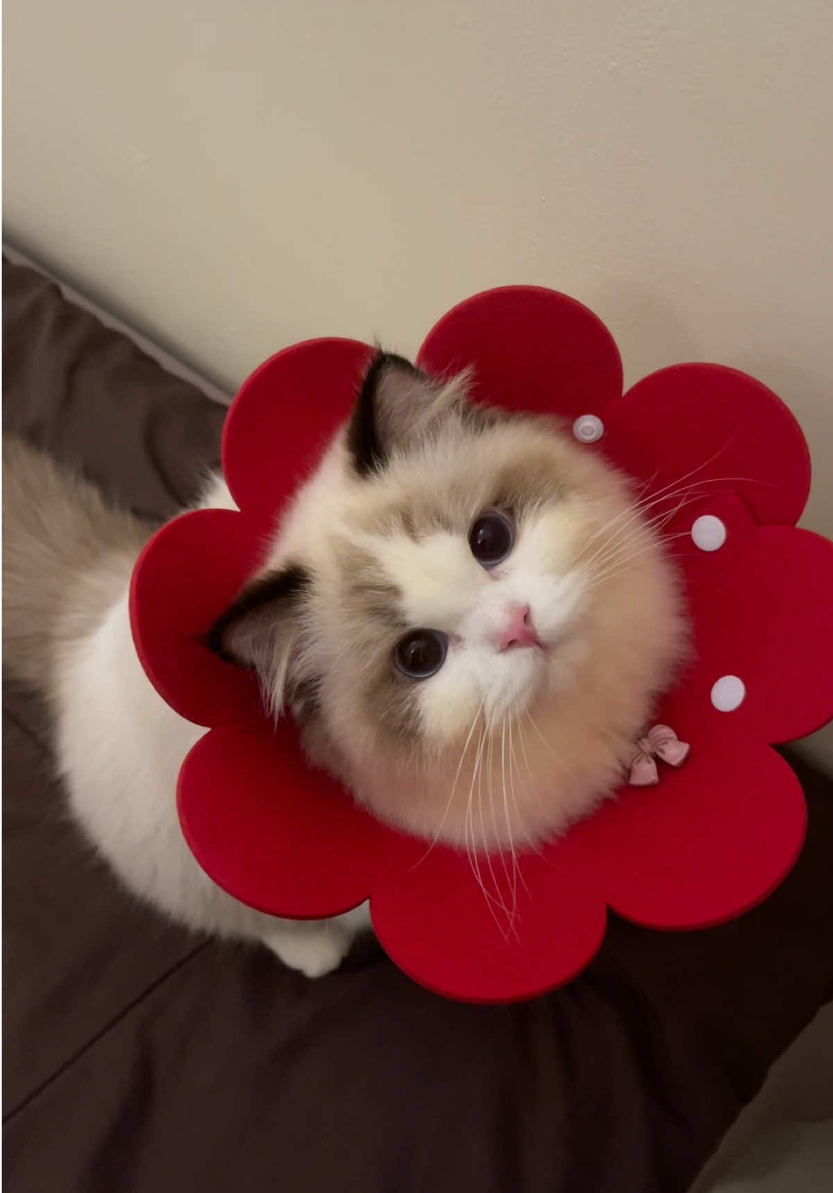 maapin ya iseng mulu🫰🏻😗 #cat  #cute  #miaumiau🐈 