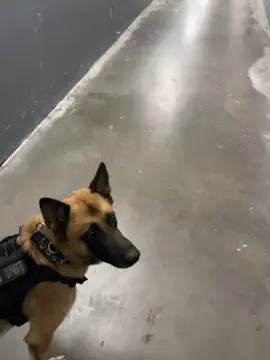 Don’t I work enough! Why can’t this balloon cooperate! 😓💙🥺 #belgianmalinois #dogsoftiktok #fyp #k9 #germanshepherds 