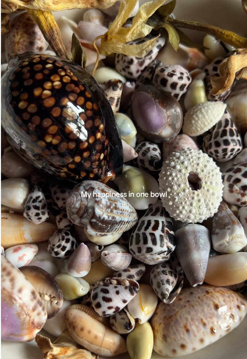 Some of them are gifts too from my friends who thought of me when they were in da ocean 🐚🌺🌊