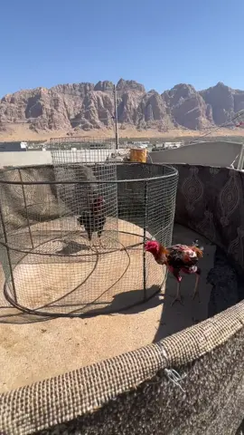 وەرد وەرد خەریک فێردابن ##viral #viral #viral #viral #viral 