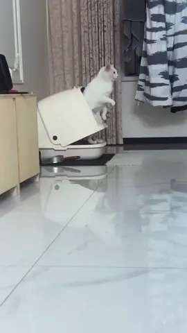 #cute #funny #animals 