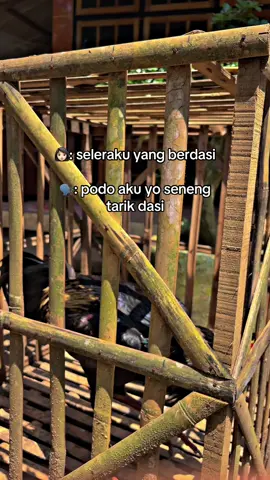 Piye yo 😂