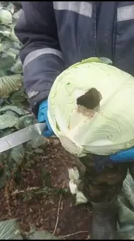 вот такие видео снимают дачники Петропавловска#капустка#с#сюрпризом 