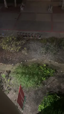 on the loose #sdsu #sdsurushtok #sdsupisser #fyp 
